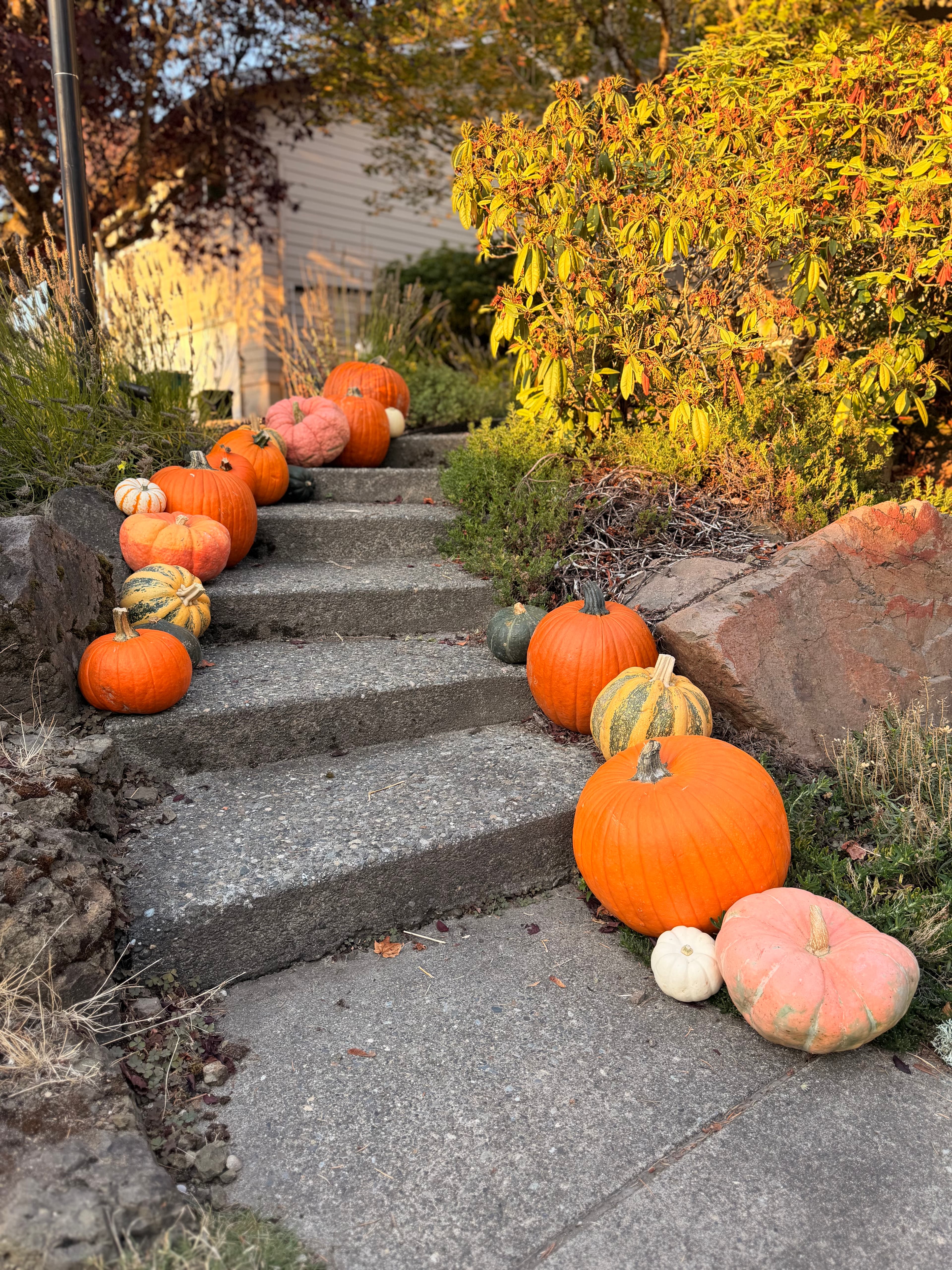 Walkway Pumpkin Display